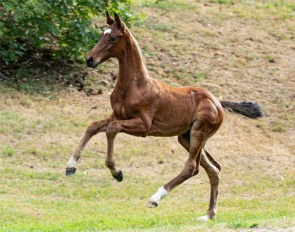 Varon M (by Von und Zu x Furst Belissaro)