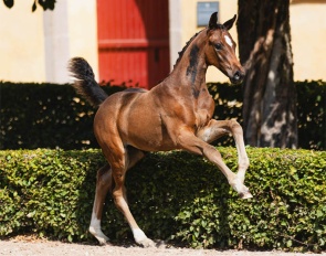 Dreamcesse VH (by Dynamic Dream x Dalwhinnie) 