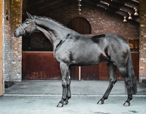 Maxle (by Montgomery X French Kiss X Quick Dancer)
