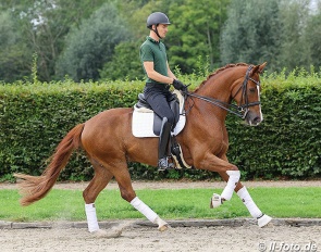 Vampyro (by Vitalis x Furst Heinrich x Rubinstein) :: Photo © LL-foto