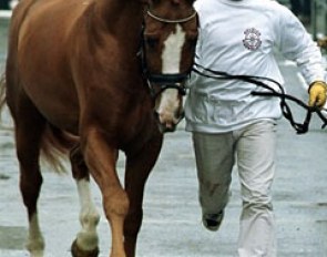 Philippe Jorissen handling Weltmeyer II van de Zuuthoeve at the 2000 BWP Stallion Licensing :: Photo © Dirk Caremans