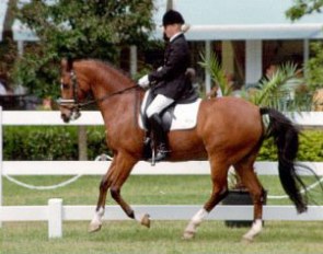 Inge Verbeek on Hogewalds Sultan