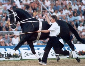 Hanoverian stallion Warkant