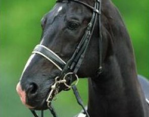 Ferro (by Ulft x Farn x Perfekt) :: Photo © Dirk Caremans