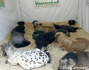 Sleeping ponies :: Photo © Dirk Caremans