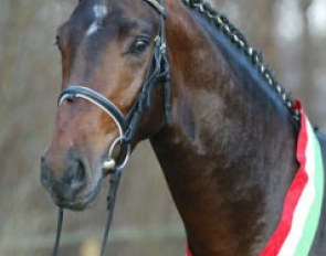 Rosencharmeur, Champion of the 2002 Westfalian Stallion Licensing