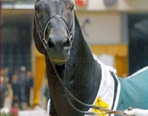 Warkant proclaimed 2002 Hanoverian Stallion of the Year
