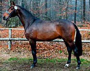 Dancing Dynamite, Champion of the 2003 Westfalian Stallion Licensing