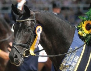 2003 World Young Horse Champion Furst Heinrich