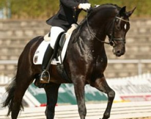 Henrike Sommer on the Westfalian licensed stallion Show Star (by Sandro Hit)