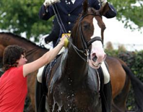 Groom working hard at getting Jan Brink's Briar ready for his ride :: Photo © Astrid Appels