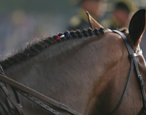 The American colours braided into the man of a horse at Aachen