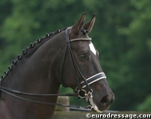 Arnaud Reper's Westfalian gelding Fortissimo :: Photo © Astrid Appels