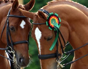 Belgian Young Riders' horses Capriccio and Widor