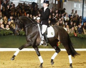 Trakehner stallion King Arthur