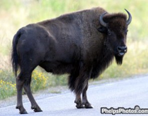 Buffalo