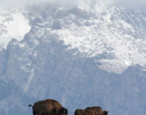 Buffalo with the Teton mountains in the background