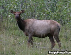The first elk was spotted