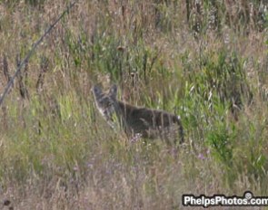 Is this a cat or a wolf?