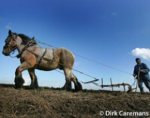 Ploughing with a horse :: Photo © Dirk Caremans