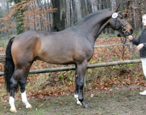 Fidertanz, Champion of the 2004 Westfalian Stallion Licensing