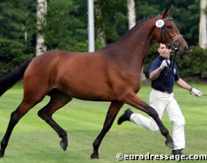 Aurelia (by Sevillano xx x Rubinstein)