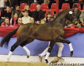 A Depardieu x Feiner Stern colt at the 2004 Oldenburg Stallion Licensing. "Noah" sold at auction to the Bechtolsheimer family :: Photo © Astrid Appels