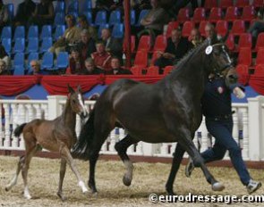 Holly Simensen's mare Esperanza with her filly foal Espagnola
