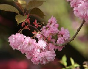 Spring is in the air on this road trip to Vechta