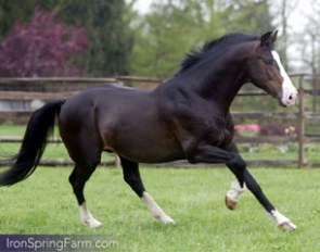 Consul (by Nimmerdor x Purioso) at Iron Spring Farm
