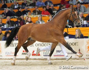 Koss at the 2005 KWPN Stallion Licensing :: Photo © Dirk Caremans