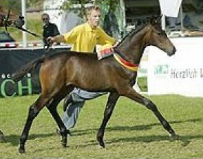 This Laurentio x Andiamo colt became 2005 German Foal Champion