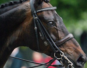 This pretty face is Tristan ASK, Louise Nathhorst's Danish warmblood