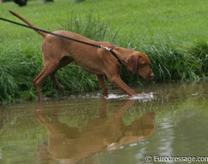 My favourite shot of the day at Wiesbaden. Young gun dog playing in the water.