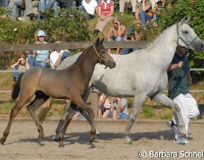 Foal by Prometheus B
