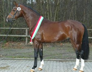 Estobar, Champion of the 2006 Westfalian Stallion Licensing