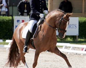 FS Don't Worry: not only Germany's best producing pony stallion, but also one of the world's best dressage ponies.