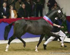 Status Quo, Champion of the 2006 Oldenburg Stallion Licensing :: Photo © Astrid Appels