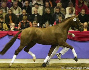 This Donnerschwee x Rohdiamant x Tin Rocco x Kronprinz xx could make a superb dressage horse