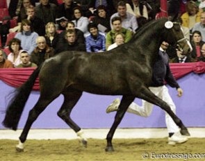 The Hanoverian premium stallion Rosentanz (by Rohdiamant x Sao Paulo)
