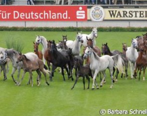The horse is central to the WEG. From foal to sport horse