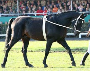 Fabriano at the Celle Stallion Parade in 2007