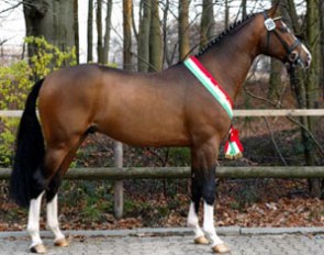 Coronas, Champion of the 2007 Westfalian Stallion Licensing