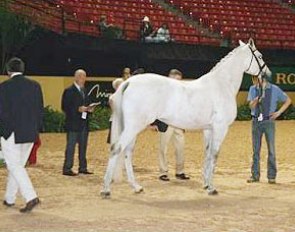 Blue Hors Matine at the 2007 World Cup Finals' vet check