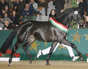 Flanagan, Champion of the 2008 Westfalian Stallion Licensing