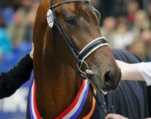 Bordeaux, Champion of the 2009 KWPN Stallion Licensing :: Photo © Dirk Caremans