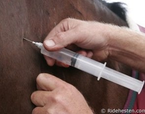 Injecting a horse :: Photo © Ridehesten.com