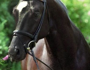 Buddenbrock (by Sixtus x Diamant) :: Photo courtesy Gestut Hörem)