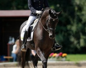 Amadelio at the 2009 German Trakehner Championship