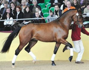Roesseignieur at the 2009 South German Stallion Licensing in Munich